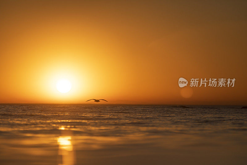 日落时海鸟在海面上低飞的剪影的浅景深