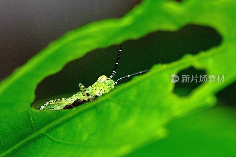 蚱蜢对绿色咬叶-动物行为。