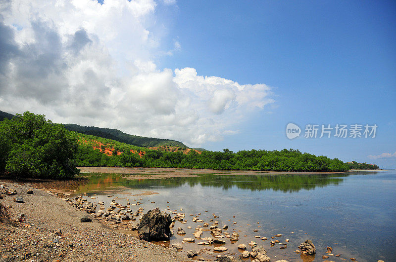 沿海红树林，提巴尔湾，东帝汶