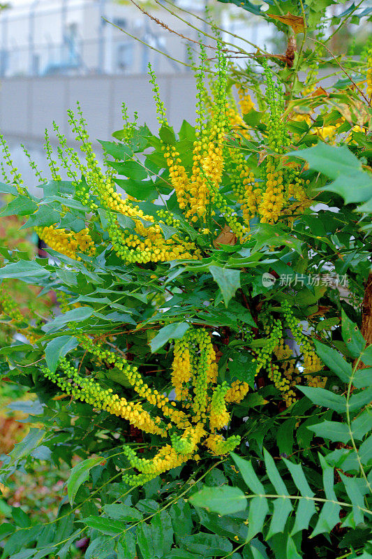 黄花植物野外特写