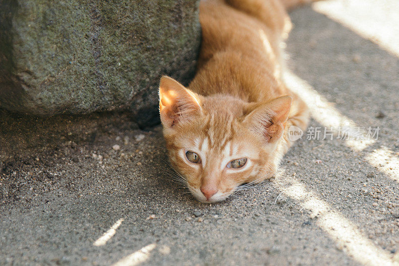 可爱的橙色斑猫躺着