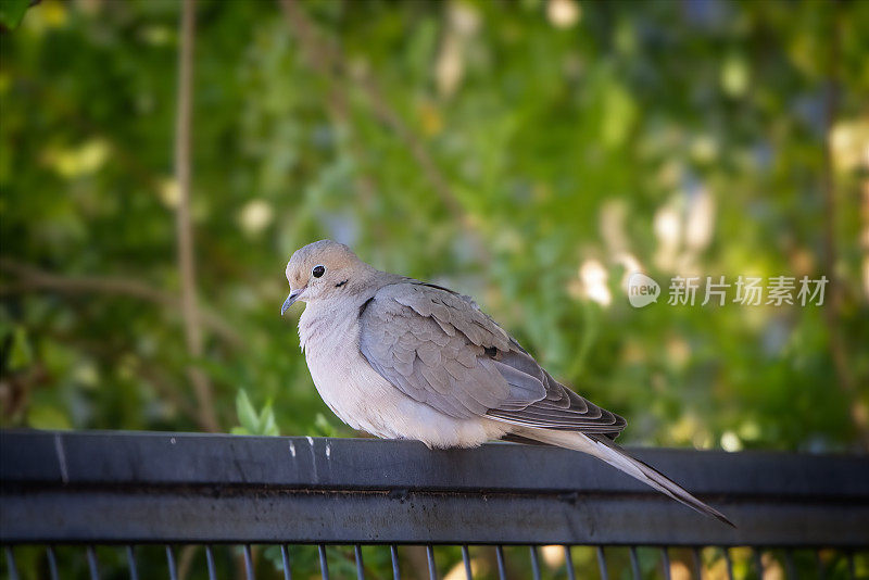 哀悼多芬(泽那达宏观拉)