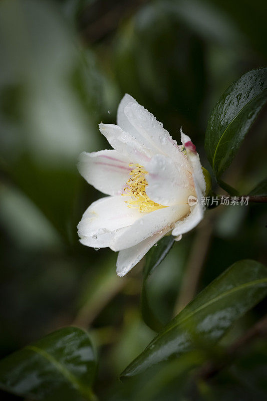 山茶花在雨中