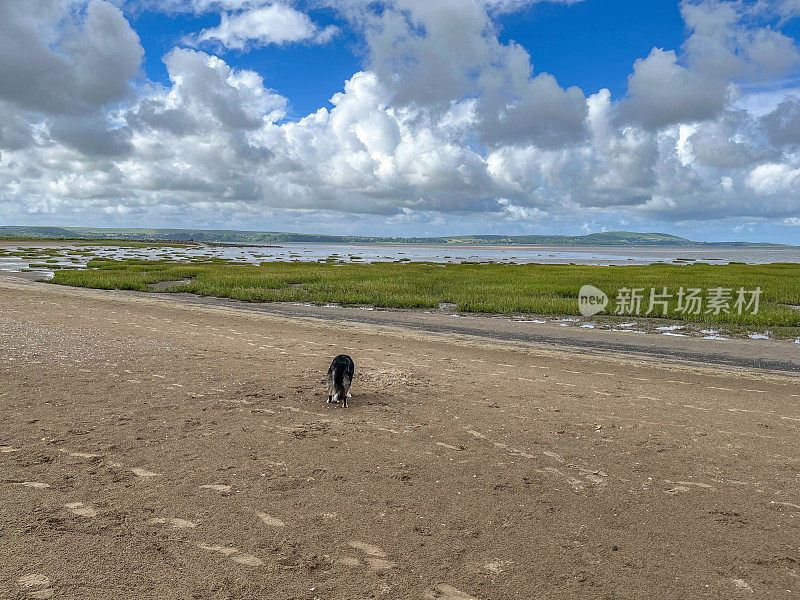 威尔士海滩上的边境牧羊犬