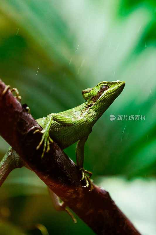 鬣蜥在树枝上放松的特写