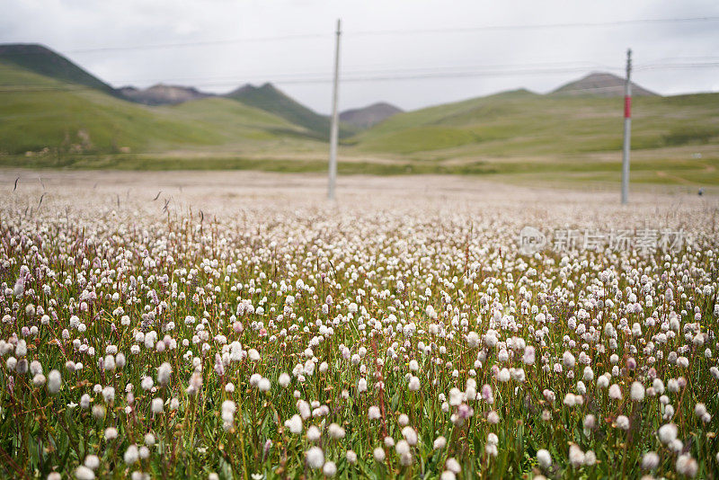 中国青藏高原上美丽的花海