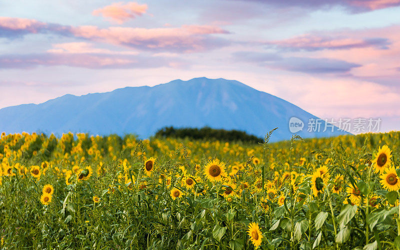 向日葵田与岩手山夕阳背景