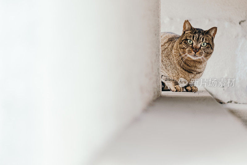 一只虎斑猫躲藏的图像