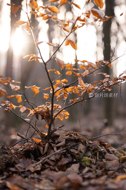阳光下树上的叶子