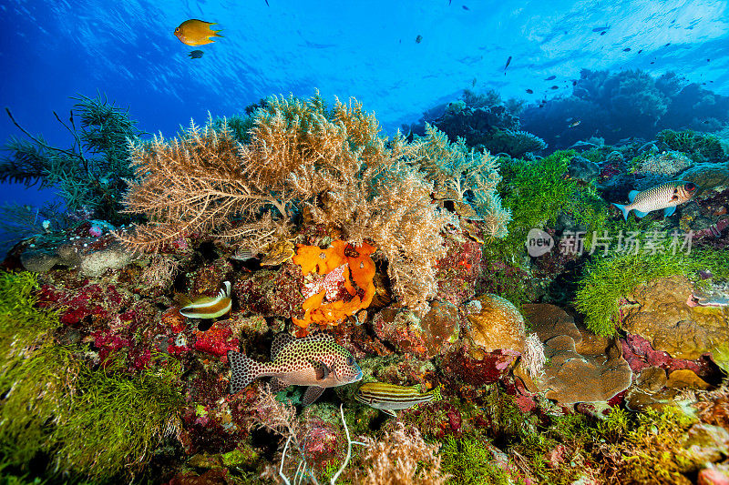 帕劳著名蓝角附近珊瑚礁边缘的生物多样性