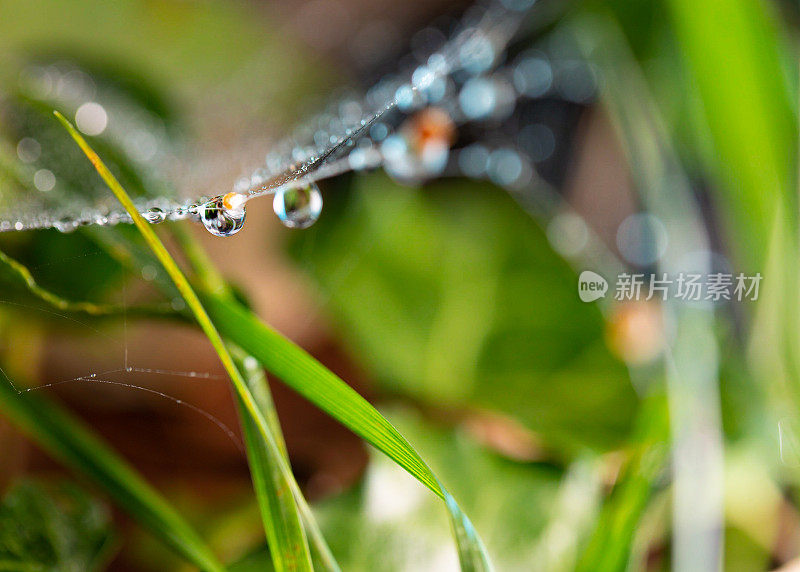 雨后草地上的蜘蛛网