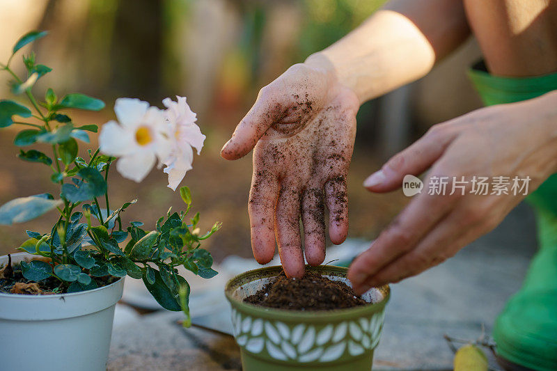 靠近人类的手，种植