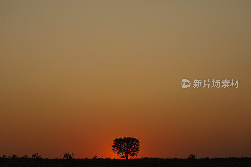 太阳从Kgalagadi草原上一棵孤零零的刺树后面升起