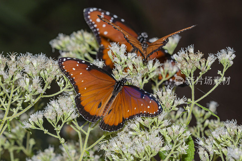 近鸟瞰蝶后张开翅膀，吃白色的花，其他蝴蝶做同样的背景