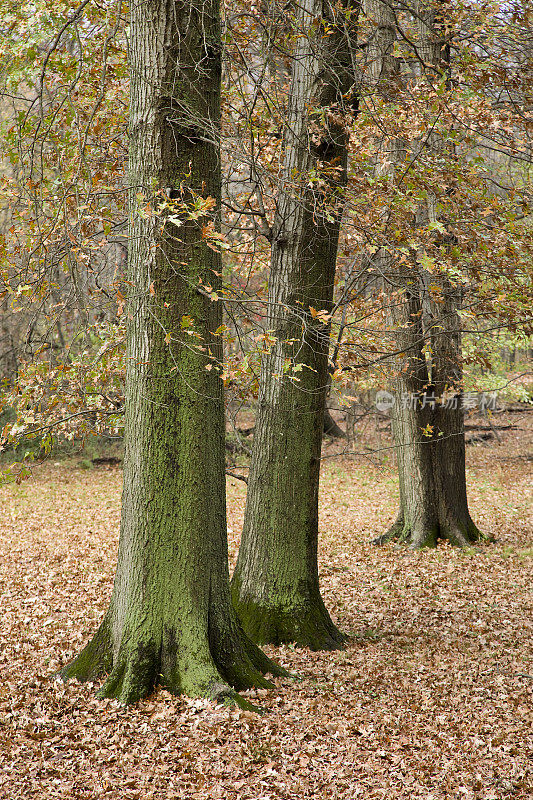森林里的橡树，深秋