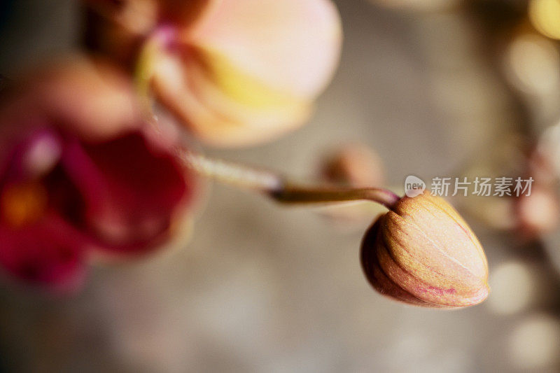 美丽的粉色兰花，蝴蝶兰