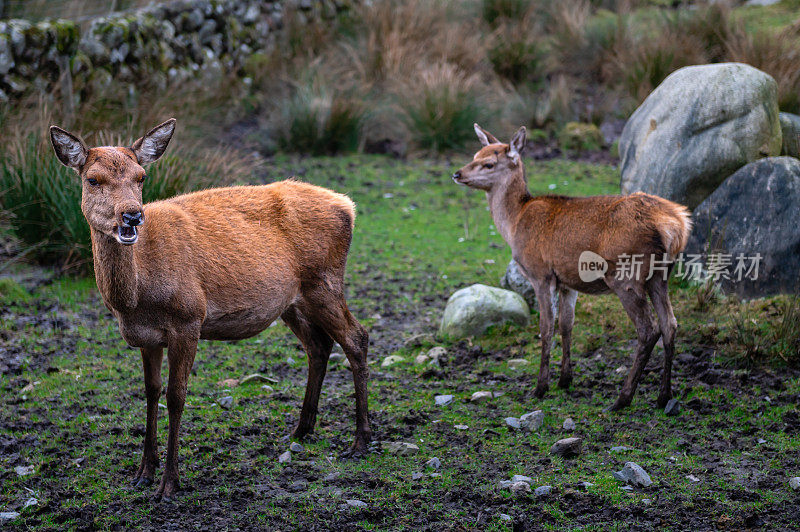 苏格兰乡村的红鹿母鹿和小鹿