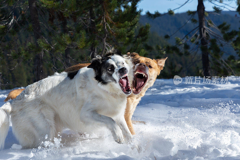狗在雪地里打架