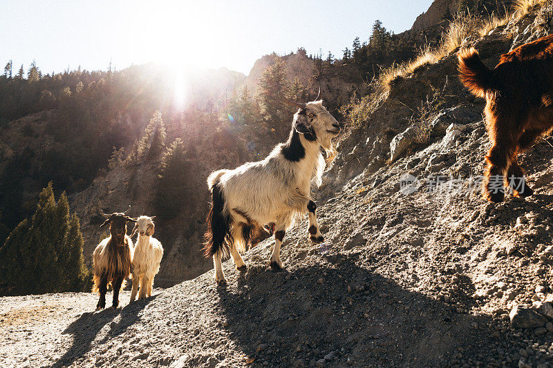 喜马拉雅山脉的山羊