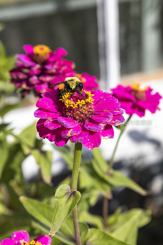 大黄蜂在花园里吮吸红花的花蜜