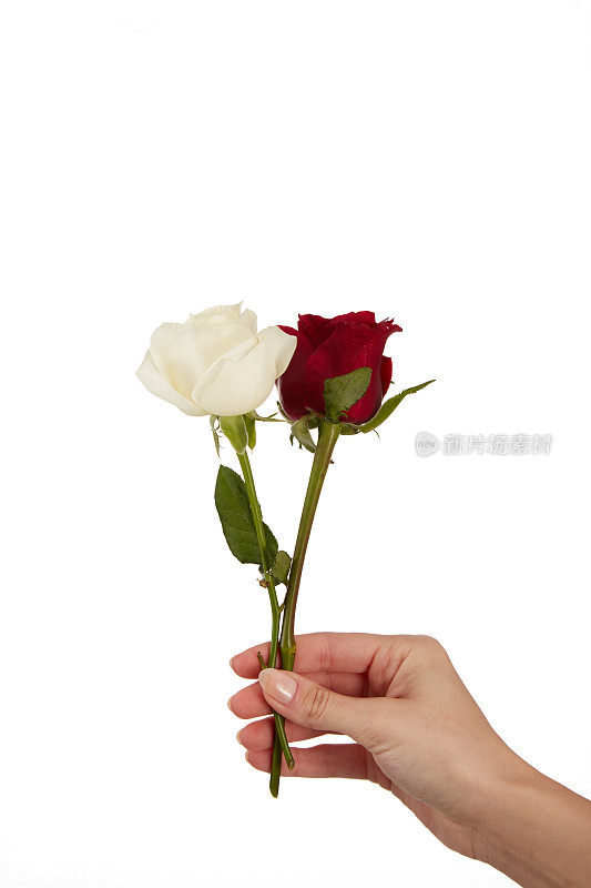 女性手握白色的玫瑰