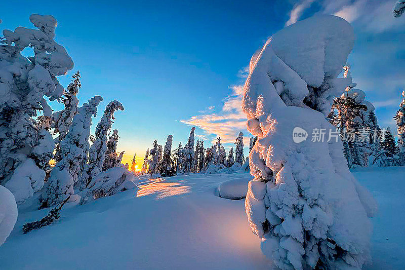 冬天的风景，拉普兰的日出。厚厚的积雪和白雪覆盖的树木。