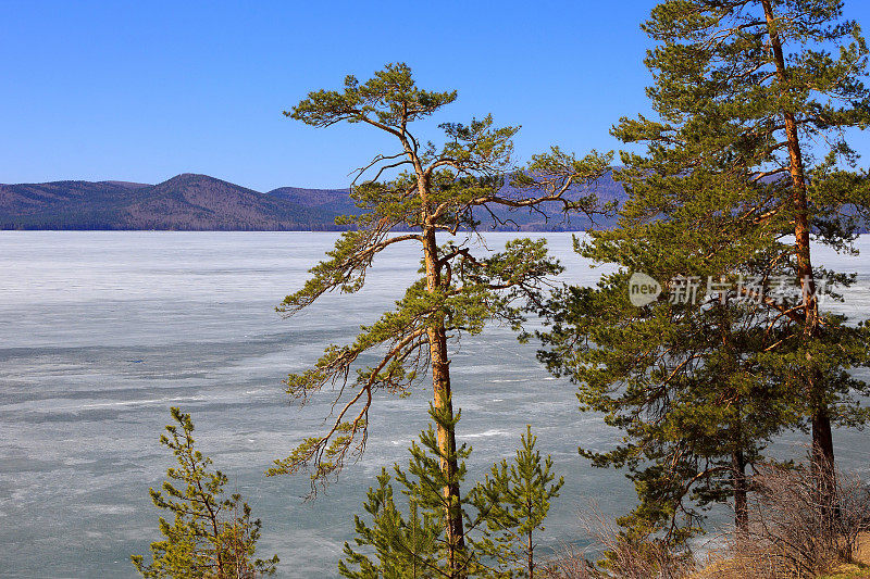 松树在湖面上结冰