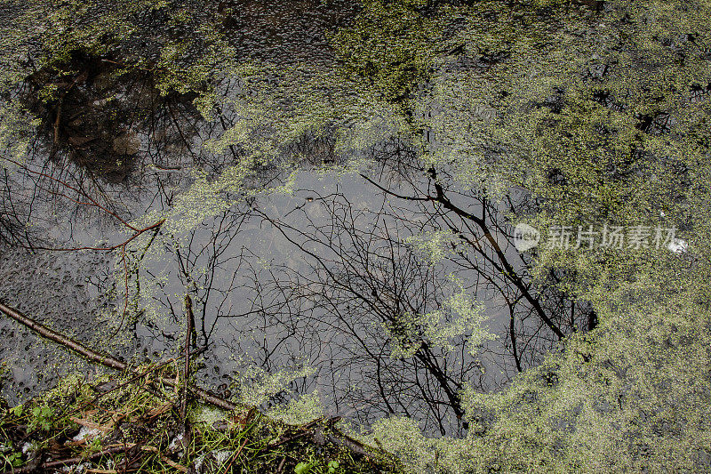 池塘里，浮萍围成一个圈