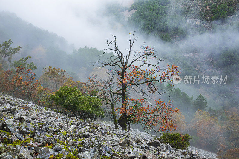 山间田园诗般的风景