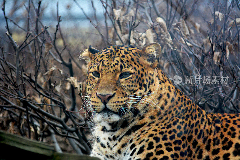 美丽的豹子平静地休息，看着相机。
