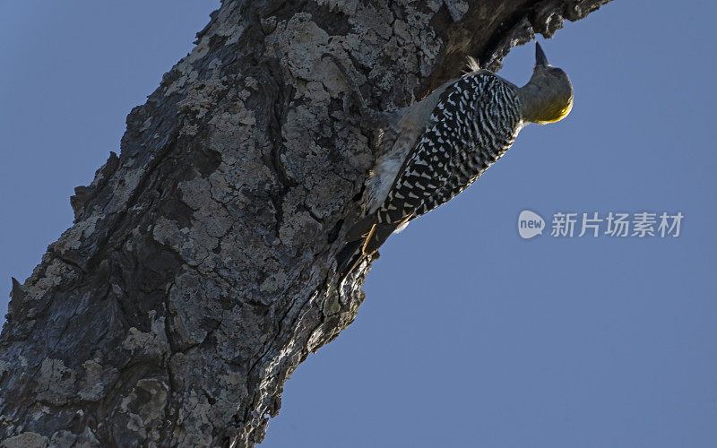 哥斯达黎加瓜纳卡斯特海滩上的一棵树上，一只雌性霍夫曼啄木鸟。