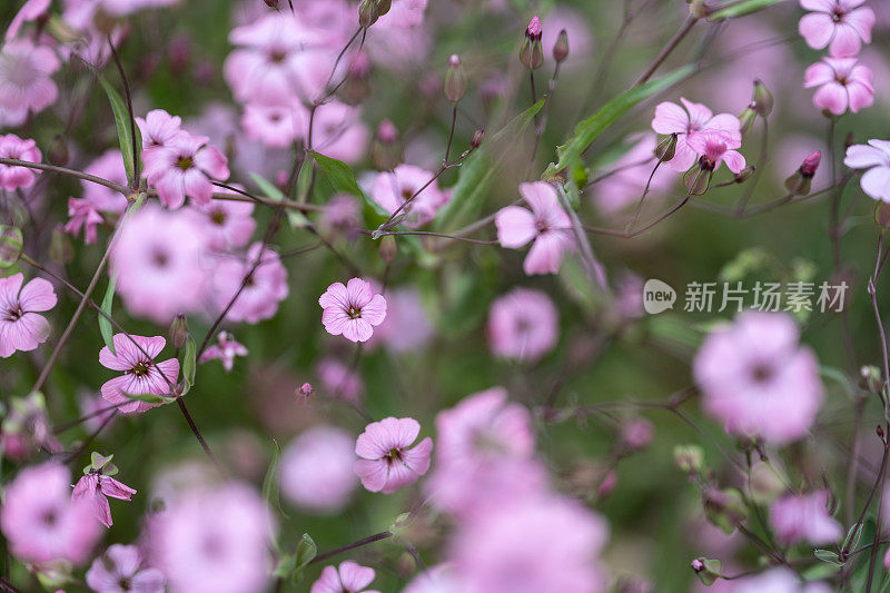 背景是盛开的粉红色野花