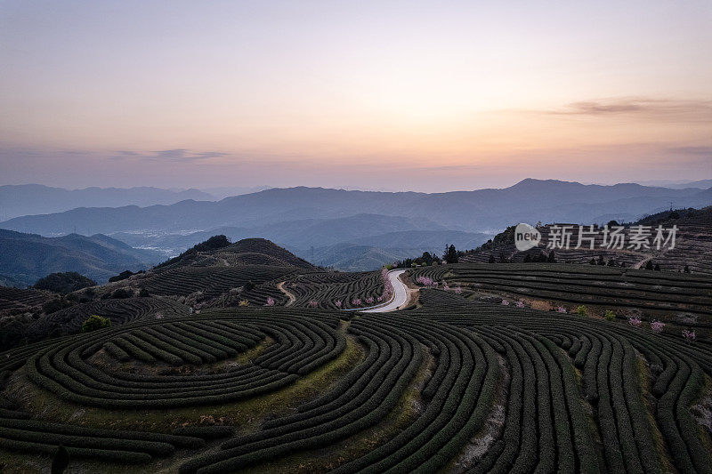 黄昏时分的山茶园