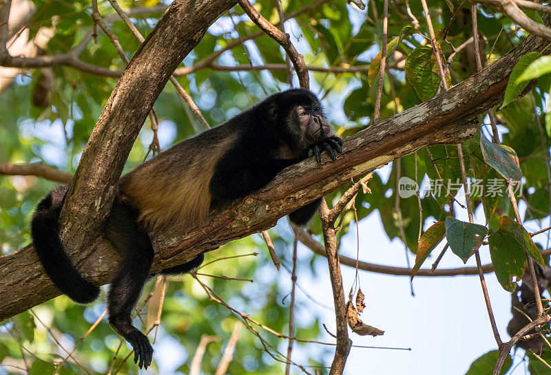 哥斯达黎加太平洋海岸曼努埃尔·安东尼奥国家公园的野生吼猴