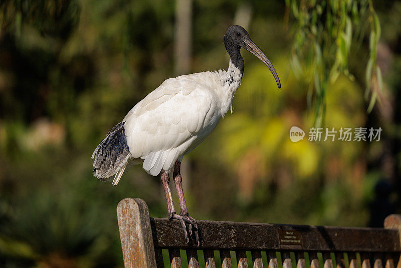 白鹮，澳大利亚白鹮