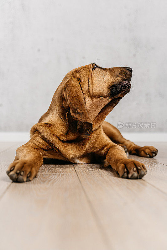 可爱的猎犬小狗向上看