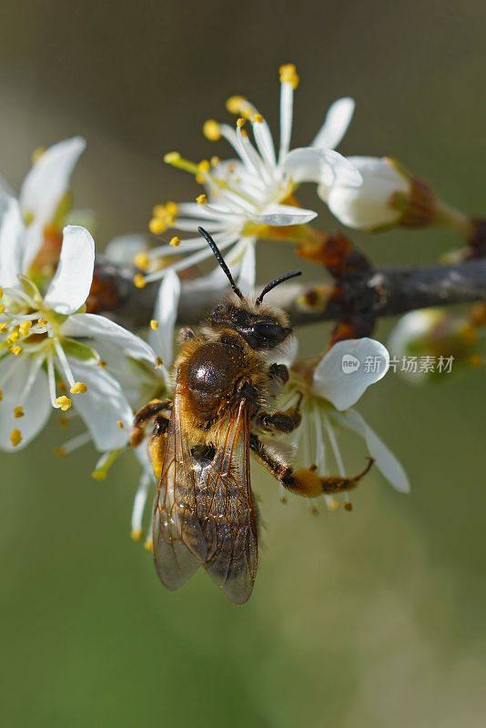 微距镜头，一只灰色的采矿蜜蜂正在从白色开花的黑刺李中饮用花蜜