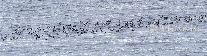 威德尔海的一大群海燕