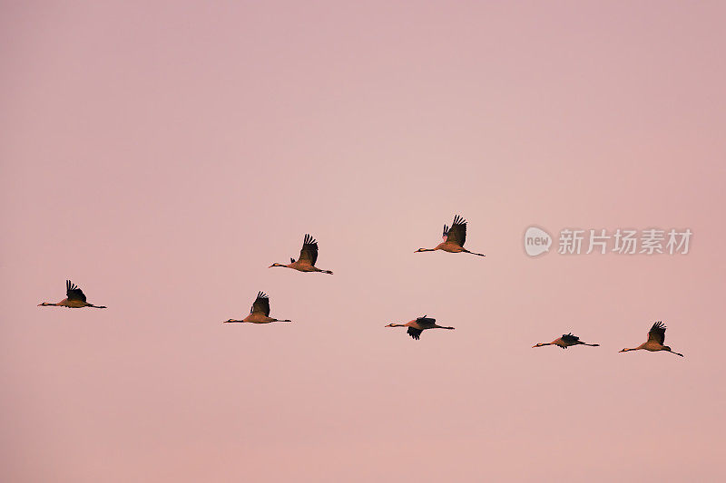 鹤鸟或普通鹤在秋天迁徙时在夕阳下飞行