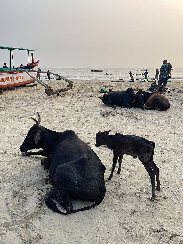 印度圣牛群躺在海滩上的图像，黑角牛躺在海滩上，小牛站在水边的沙滩上鲜艳的船只附近，Palolem海滩，果阿，南印度
