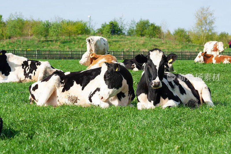 奶牛在草地上，大奶牛躺在草地上，这是什罗普郡乡村春天的一天。