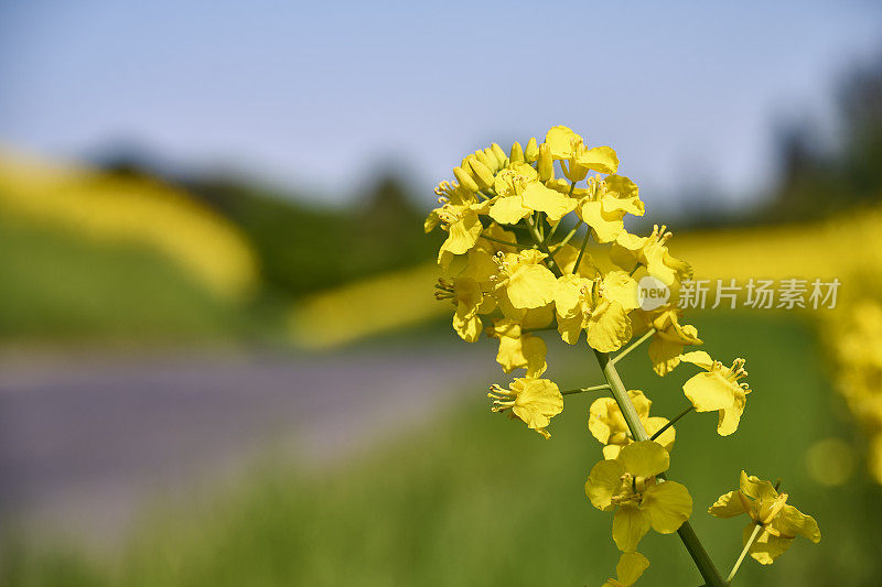 油菜田附近一巷路