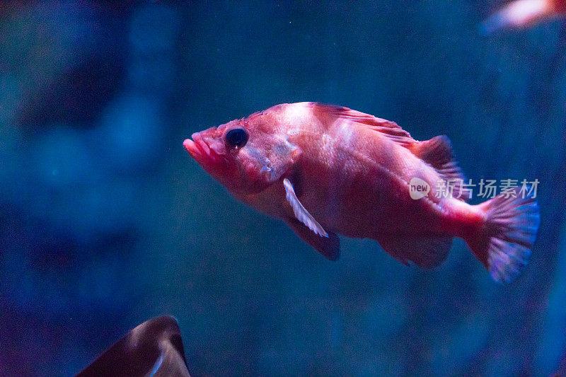 海洋生物蓝水鱼