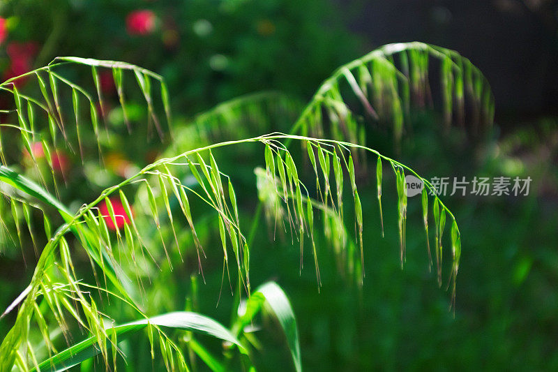 草的茎和叶在茂密的树叶背景下