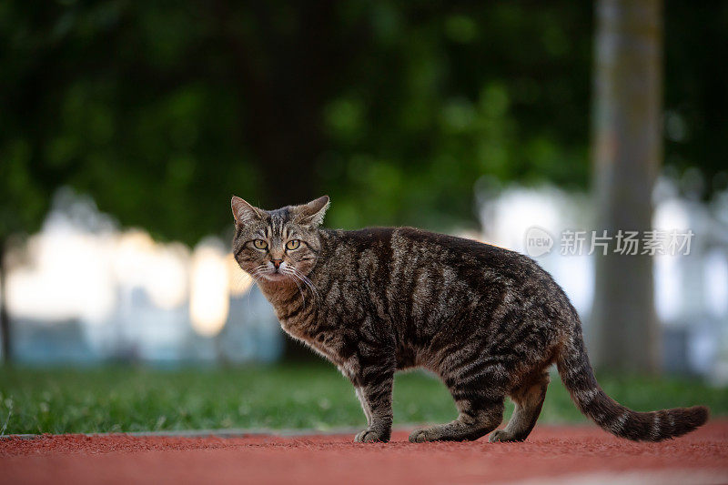 虎斑流浪猫。