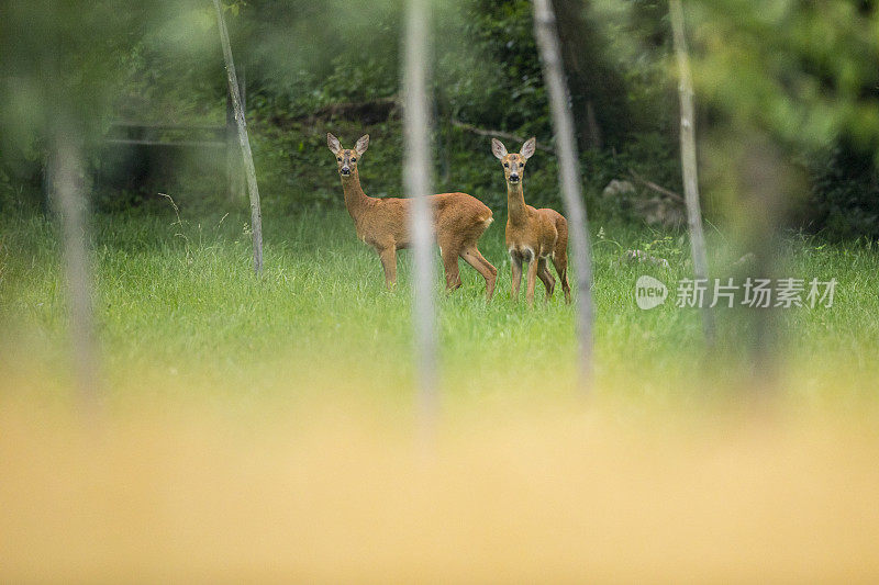 两只鹿在农田边看着相机
