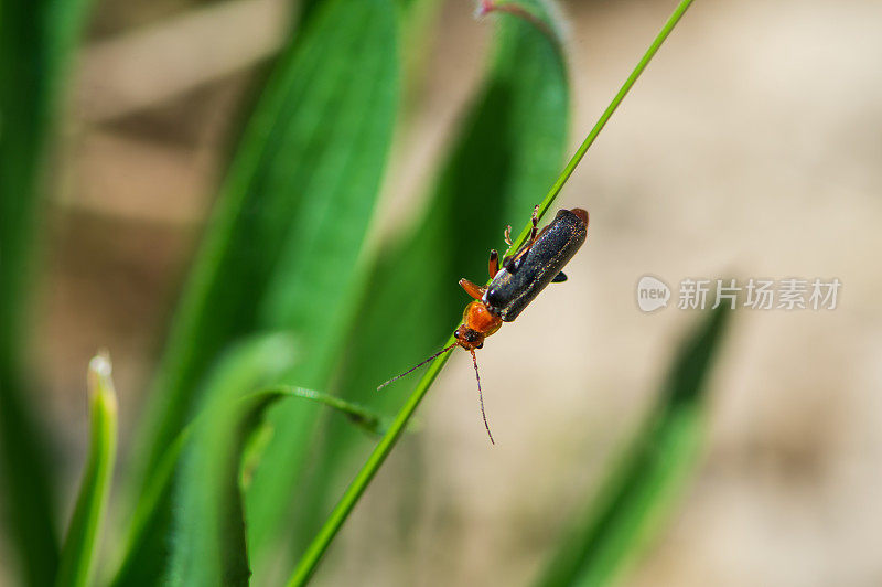 高山草甸一片草叶上的自然生活中的战士甲虫