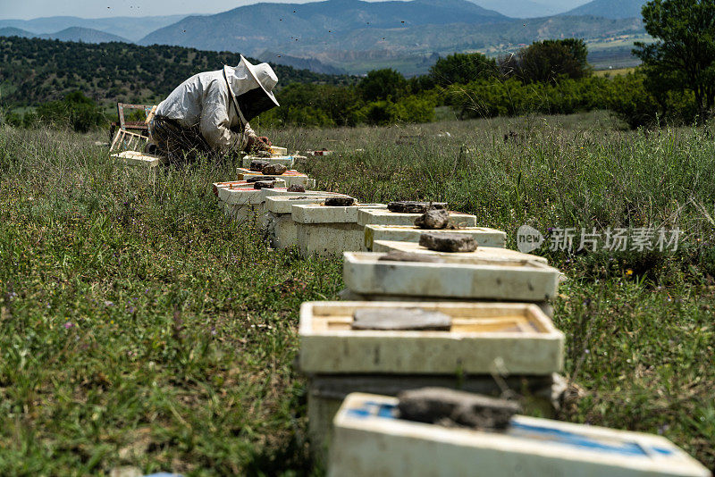 农村地区的养蜂活动