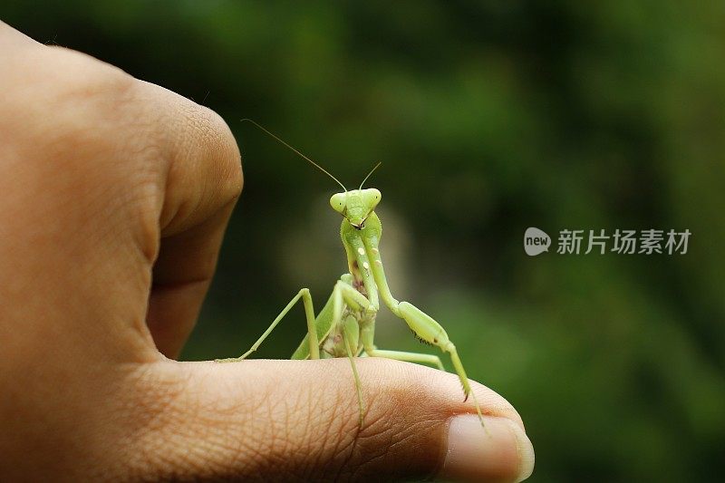 手里拿着一只蝗虫。