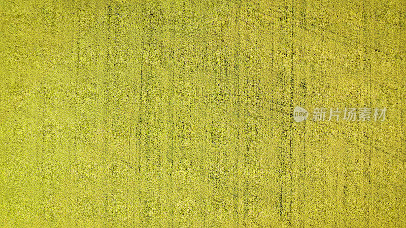 美国爱达荷州乡下芥菜地里的蓝天。黄芥菜田